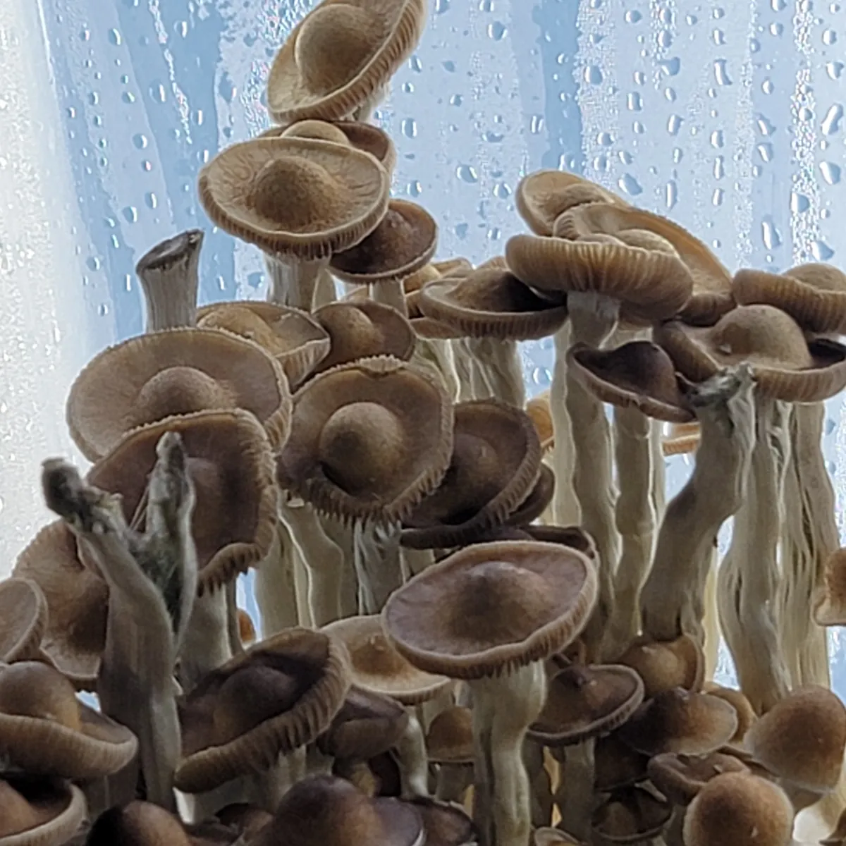 Cluster of Arenal Volcano cubensis fruiting bodies, wide saucer-like caps with pronounced umbonate form.