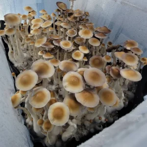 Arenal Volcano Psilocybe cubensis with distinctive saucer-shaped umbonate cap and slender stem.