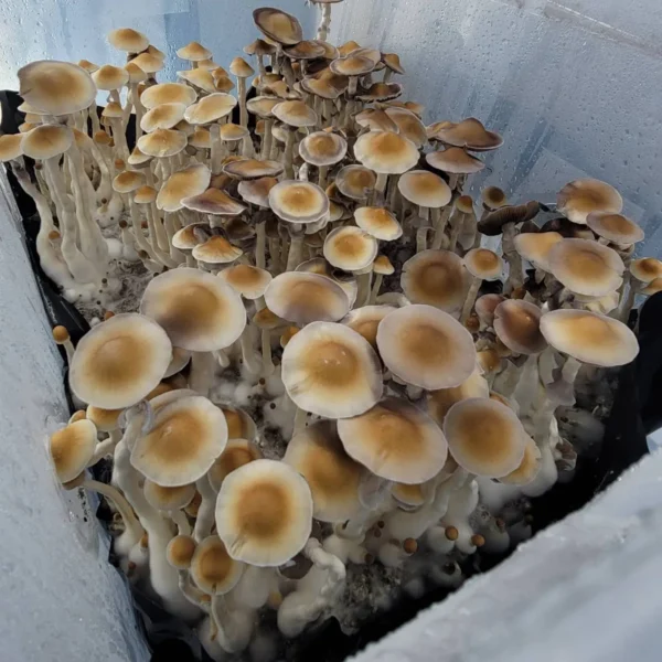 Arenal Volcano Psilocybe cubensis with distinctive saucer-shaped umbonate cap and slender stem.