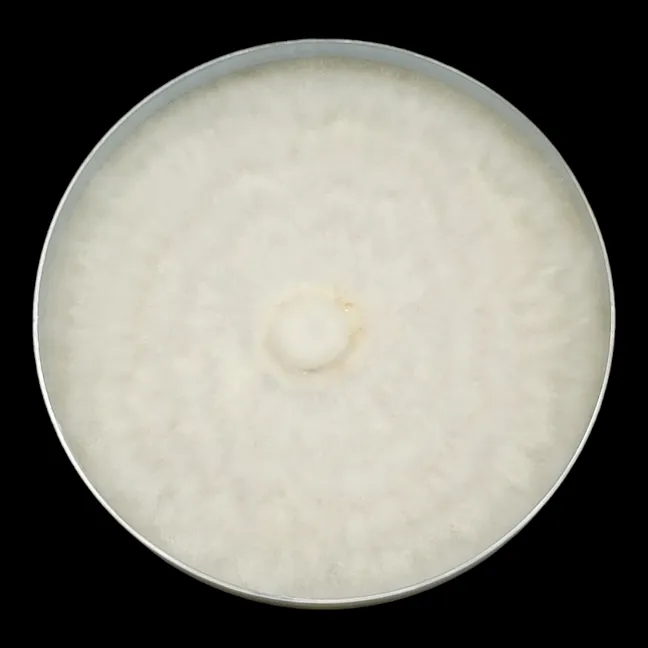 Tampanensis mycelium in a Petri dish. The mycelium is yellowish
