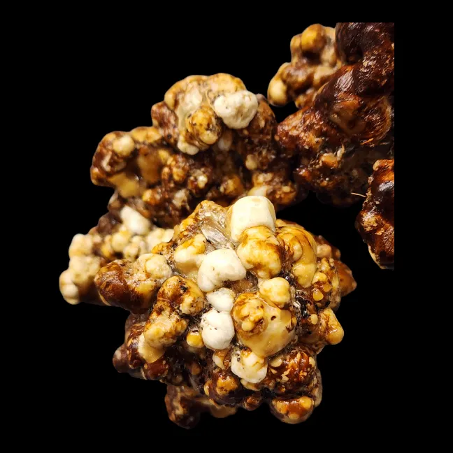 ATL7 sclerotia formation, dense stone-like clusters used for microscopy study.