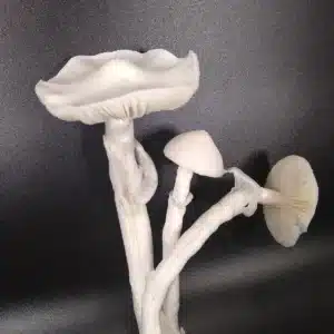 Avery 20 Albino Avery Psilocybe cubensis, a visually stunning albino Cambodian mutation, flushing in a grow environment.