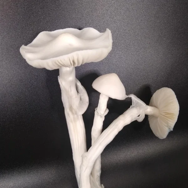Albino Avery Psilocybe cubensis, a visually stunning albino Cambodian mutation, flushing in a grow environment.