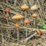 P. Azurescens Wild Spore Print