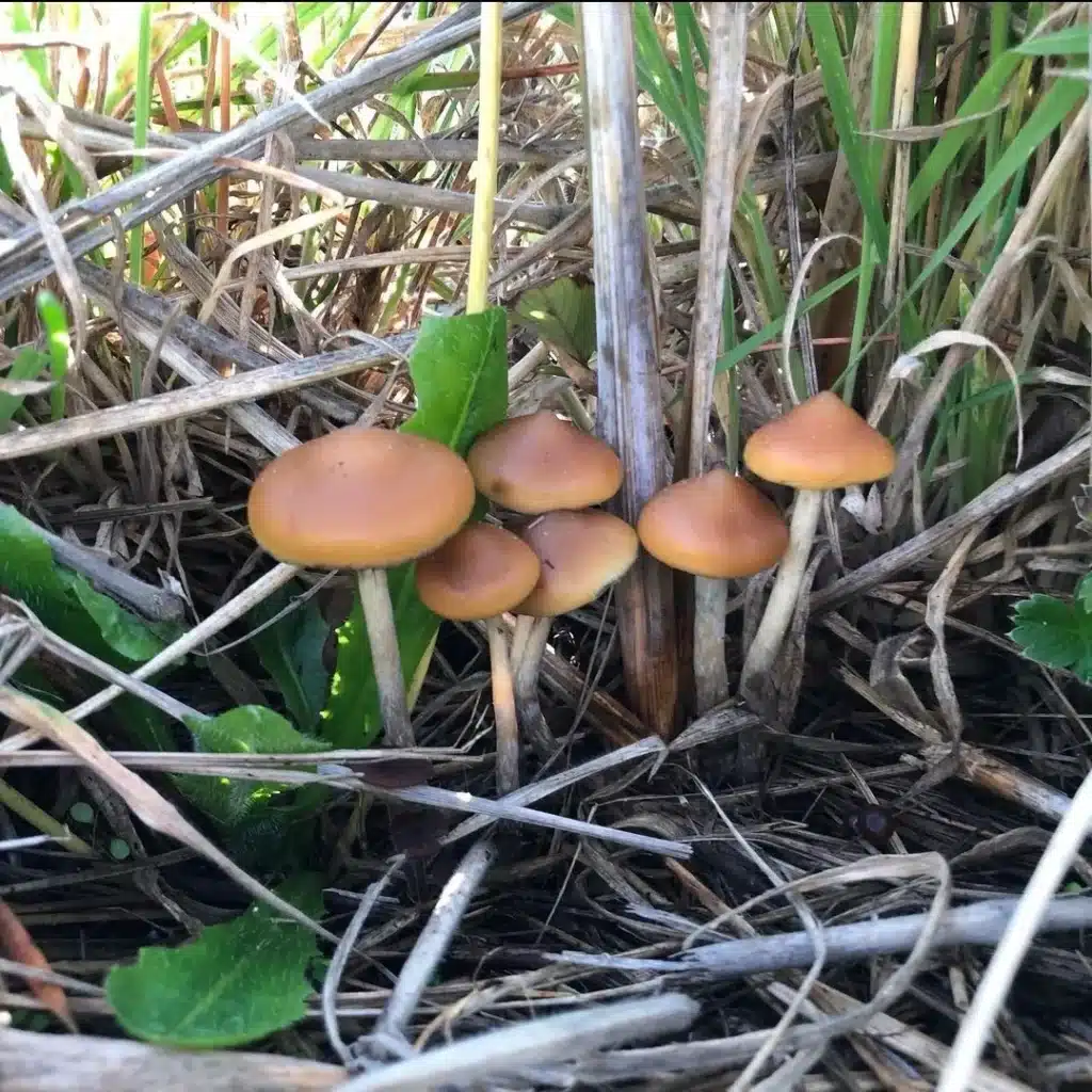 Close-up of Psilocybe azurescens cap with smooth caramel surface and darker gill structure beneath.