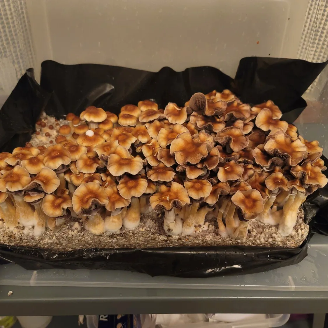 Cluster of B+ mushrooms with classic brown caps and white stems, growing in a controlled environment.