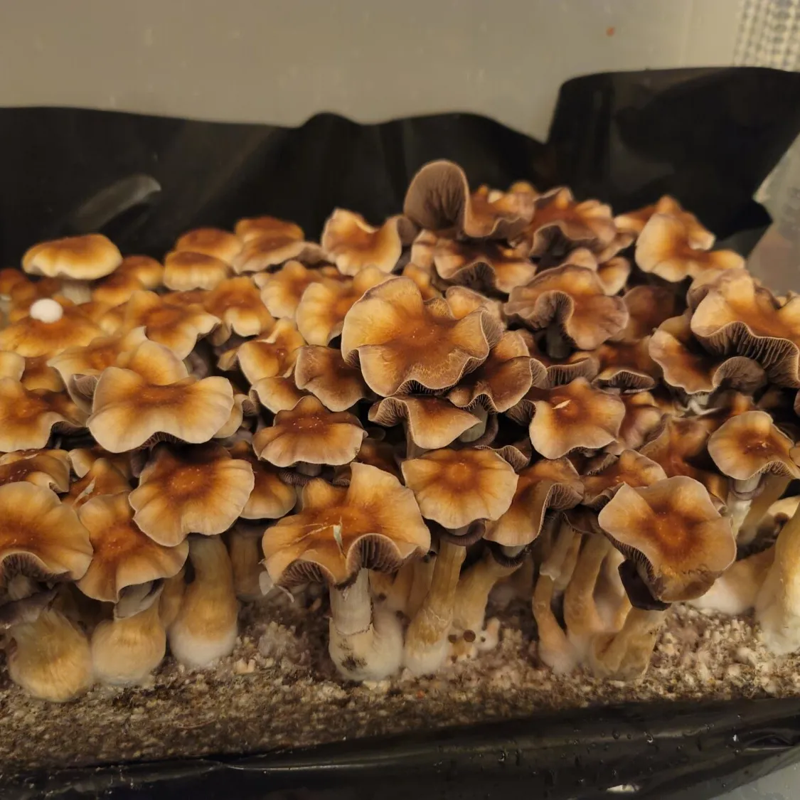 Mature B+ mushrooms showing rounded brown caps and thick white stems, ready for study.