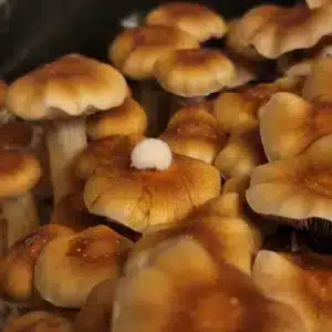 Side view of B+ mushrooms highlighting the gradient of brown on the caps and their firm white stems.