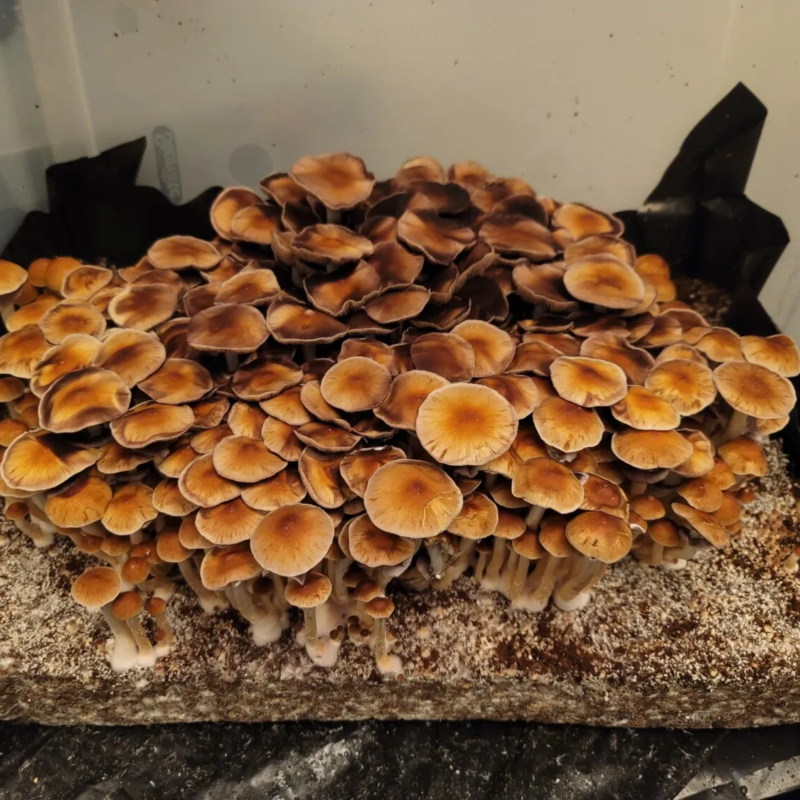 Close-up of B+ mushroom caps displaying their smooth brown surface and subtle edge fading.