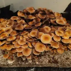 Group of B+ mushrooms emerging from substrate, caps varying from caramel to golden brown.