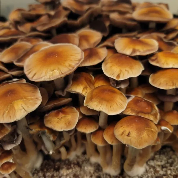 B+ mushrooms in mid-flush, brown rounded caps and white stems, photographed for educational reference.