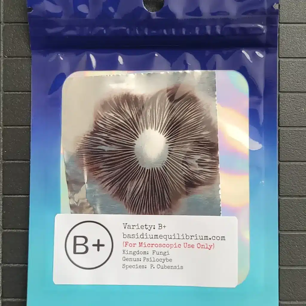 Close-up of B+ spore print with evenly dispersed purple-brown spores, ideal for lab observation.