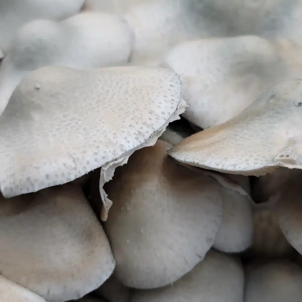 Cluster of BAPER RUST mushrooms with rust-brown spores developing on gills