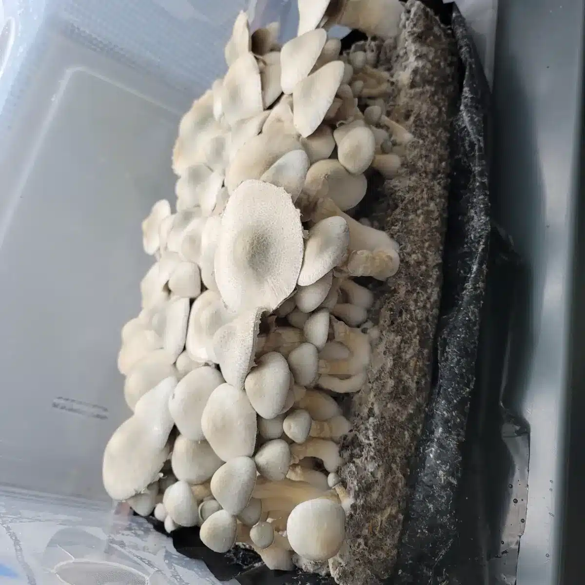 BAPER RUST Spore Print - Image 3