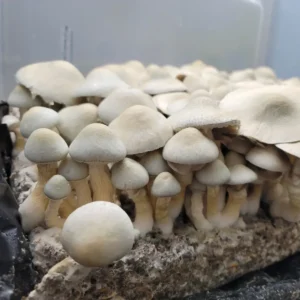 Light blue BAPER rust flushing on cake with a lot of fruits showing off it vigor and Beauty.