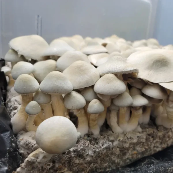 Light blue BAPER rust flushing on cake with a lot of fruits showing off it vigor and Beauty.