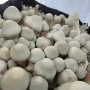 BAPER RUST specimen showing early spore drops and healthy cap structure