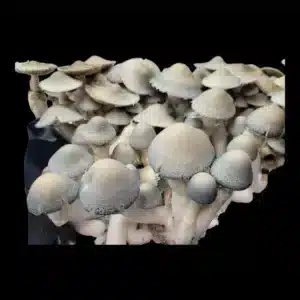 Side view of single BAPER RUST mushroom highlighting its robust cap and strong stem