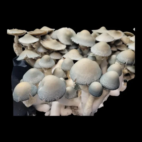 Side view of single BAPER RUST mushroom highlighting its robust cap and strong stem