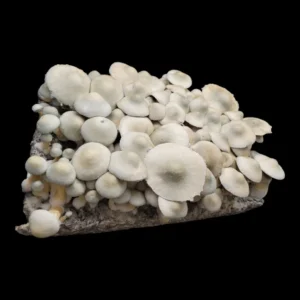 Close-up of BAPER RUST mushroom gills showing medium to large formation and spore readiness