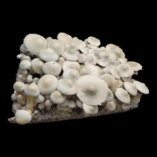 Close-up of BAPER RUST mushroom gills showing medium to large formation and spore readiness