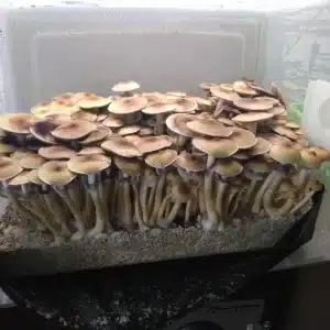 Blue Meanie 1 solated spore syringe of Blue Meanie, highlighting large, striking mushroom canopies and unique genetic traits.