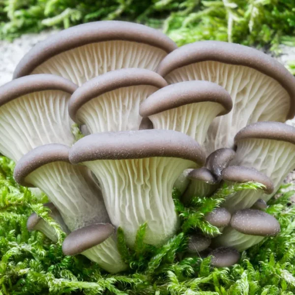 Cluster of mature Blue Oyster mushrooms on a hardwood log, displaying layered fan-shaped caps with blue to gray color transition.