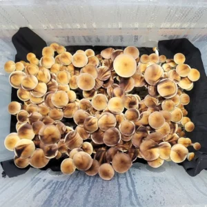 Blue Magnolia Psilocybe cubensis isolated spore syringe, classic brown caps with strong spore production and prolific flush potential.