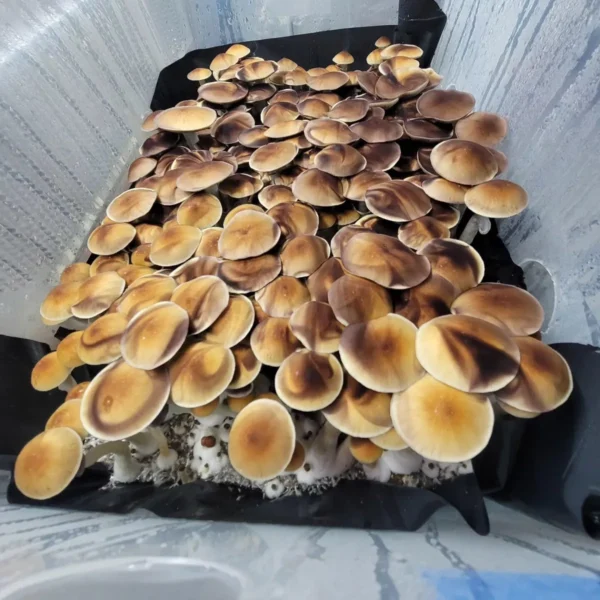 Blue Magnolia isolated spore syringe highlighting strong flushes, medium to large gill formation, and microscopically productive purple spores.