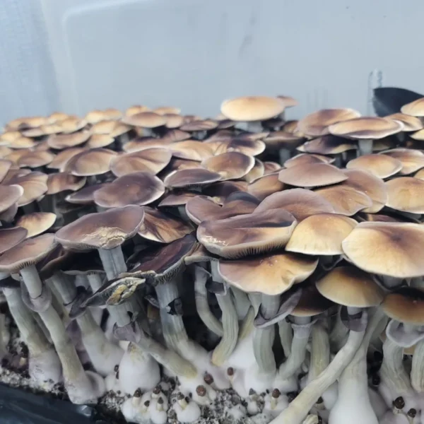 Legacy Psilocybe cubensis strain Blue Magnolia spore syringe with classic brown caps, ideal for collectors and microscopic observation.