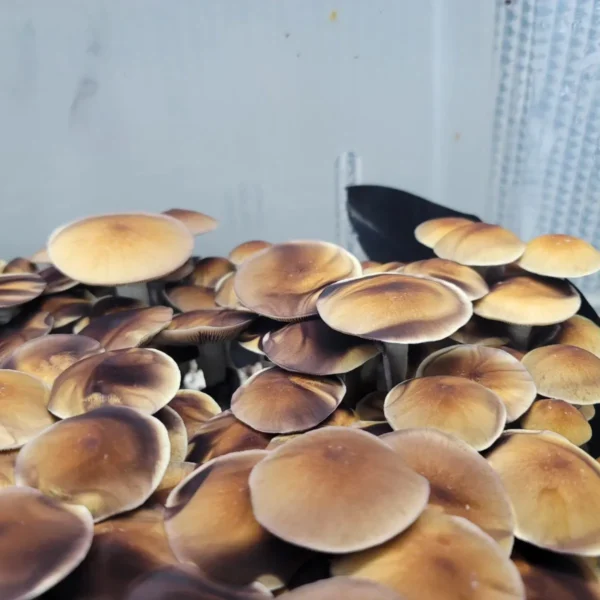 Blue Magnolia Psilocybe cubensis spore syringe demonstrating consistent spore discharge, robust fruiting, and true-to-form genetics.