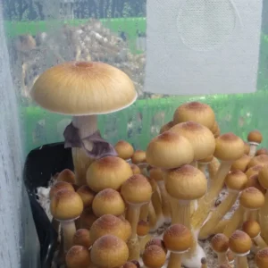 Blue Meanie Psilocybe cubensis isolated spore syringe showcasing vibrant caps and prolific spore production for microscopy and research.