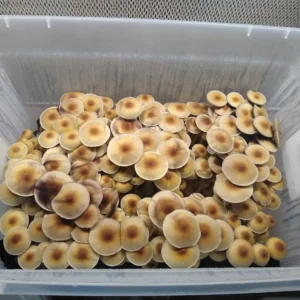 Psilocybe cubensis Blue Meanie spore syringe with robust growth potential and naturally productive spores for collectors and mycology enthusiasts.