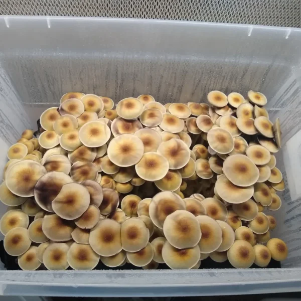 Psilocybe cubensis Blue Meanie spore syringe with robust growth potential and naturally productive spores for collectors and mycology enthusiasts.