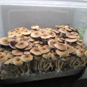 Blue Meanie spore syringe capturing the distinct appearance and resilient genetics of this classic Psilocybe cubensis strain.