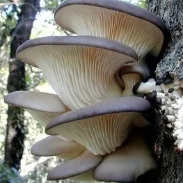 Close-up of vibrant Blue Oyster mushrooms growing in dense clusters with deep blue caps fading to soft gray at the edges.