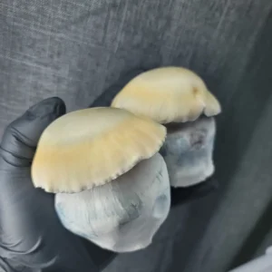 Bluey Vuitton Psilocybe cubensis with thick stems and distinctive green-hued caps.