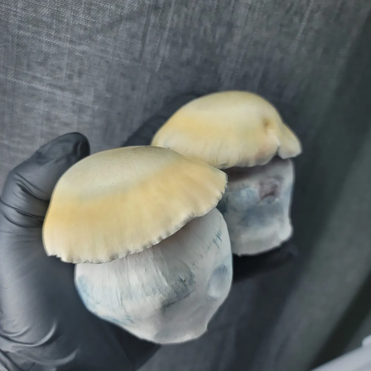 Bluey Vuitton Psilocybe cubensis with thick stems and distinctive green-hued caps.