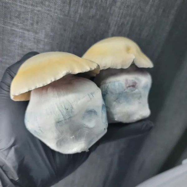 Close-up of Bluey Vuitton cubensis mushroom showing fat body structure and green cap coloration.