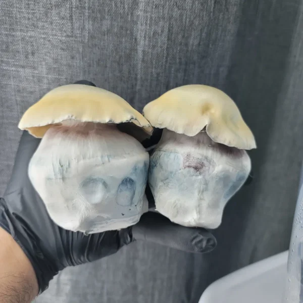 Bluey Vuitton cubensis strain, notable for its wide stems and unusual green cap tones.