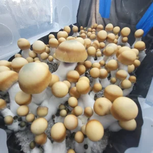 Bluey Vuitton Psilocybe cubensis with thick stems and green-tinted caps.
