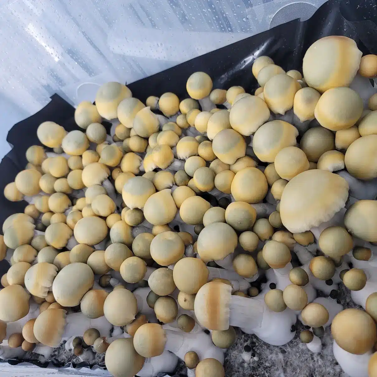 Cluster of Bluey Vuitton cubensis fruiting bodies, broad caps with subtle green hues.