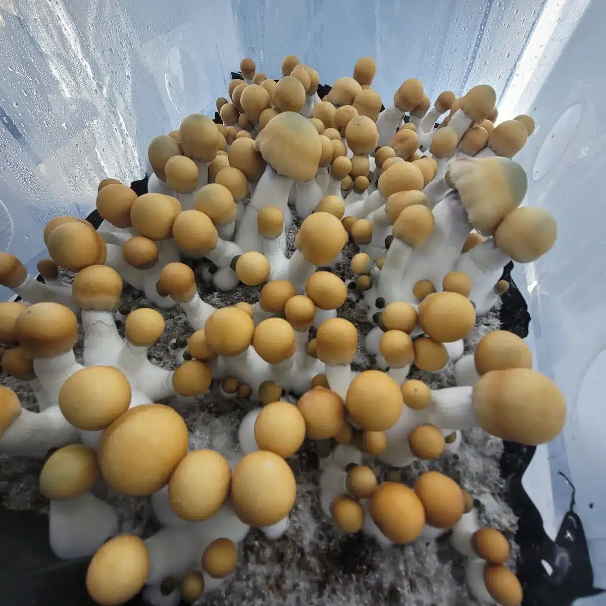 Bluey Vuitton strain mushrooms, distinctive for their heavy build and unique cap coloration.