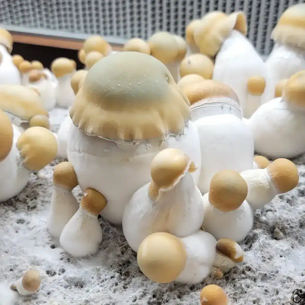 Bluey Vuitton cubensis fruit cluster