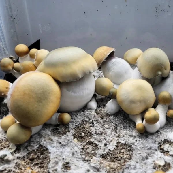 Cluster of Bluey Vuitton Psilocybe cubensis fruiting bodies with fat morphology and green-tinted caps.
