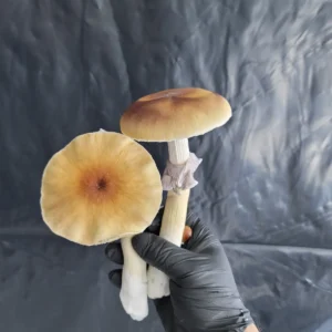 Close-up of Cambodian cubensis mushroom showing classic cap coloration and form.