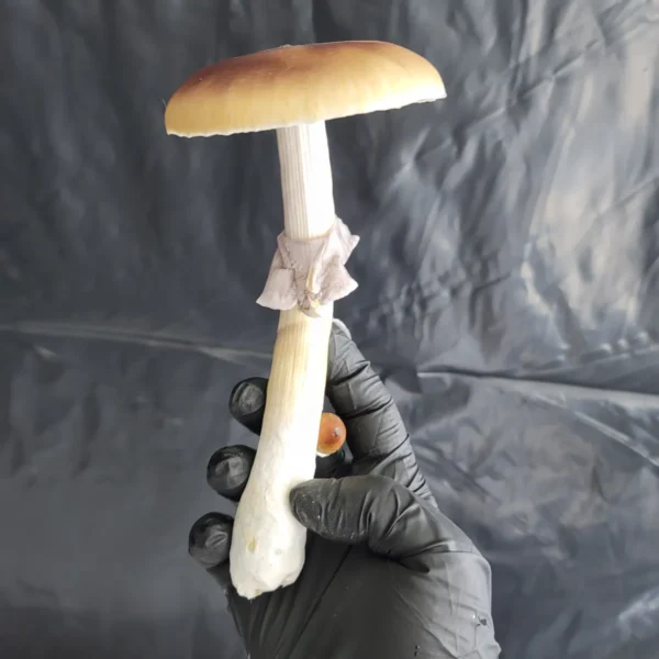 Cambodian classic cubensis, large brown capped mushroom's with tall features and a crowd favorite