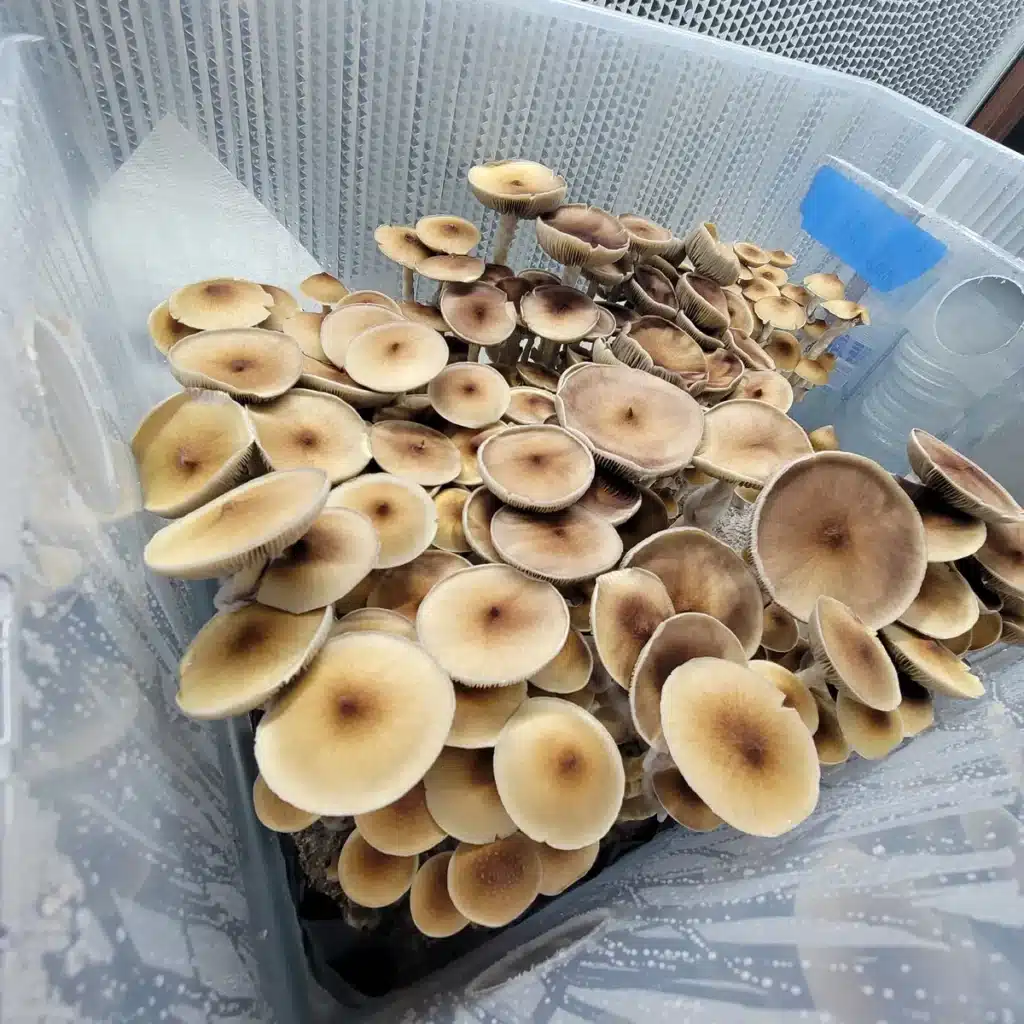 Cambodian Psilocybe cubensis with medium brown caps and slender pale stems.