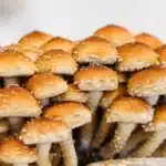 Chestnut Mushroom - Liquid Culture