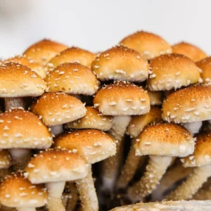 Cluster of Chestnut Mushrooms with rich brown caps growing closely together, showcasing natural color variations.